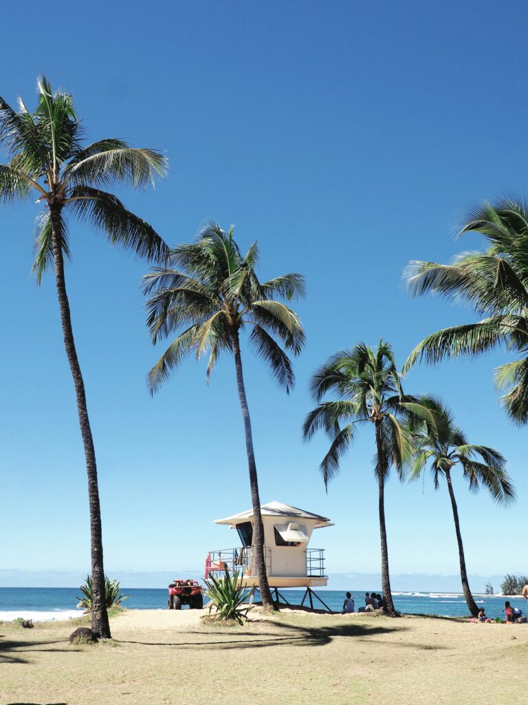Coconut palms along an Oahu shoreline