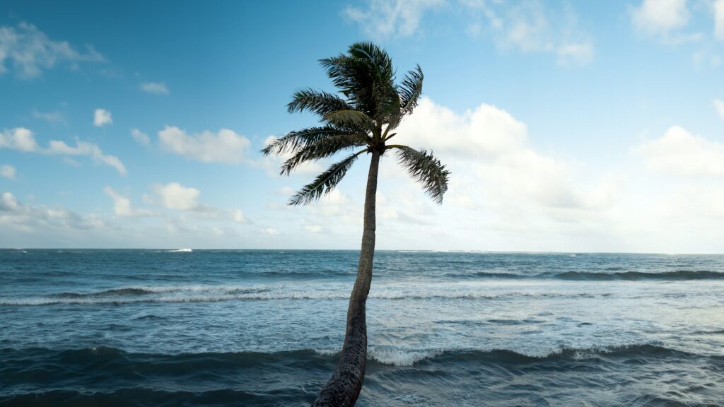 Lone palm tree on the North Shore