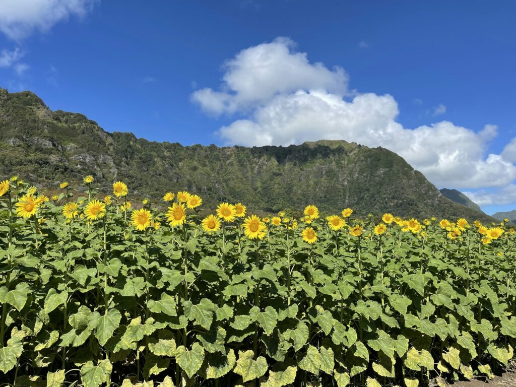 Sunflower field below the Koolau mountains