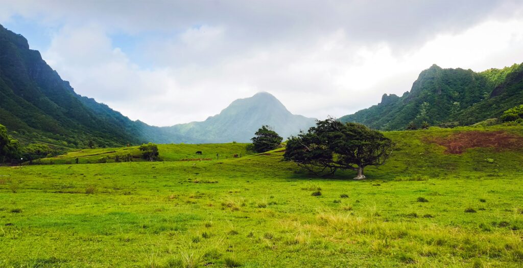 Open green fields with mountains behind on Oahu